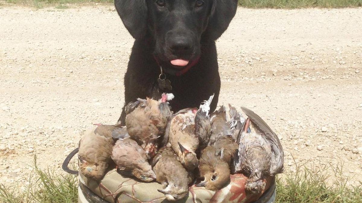 
A four-month-old dog's first dove hunt contained some work of a well-trained retriever, and also some silliness of still being a puppy at heart.
