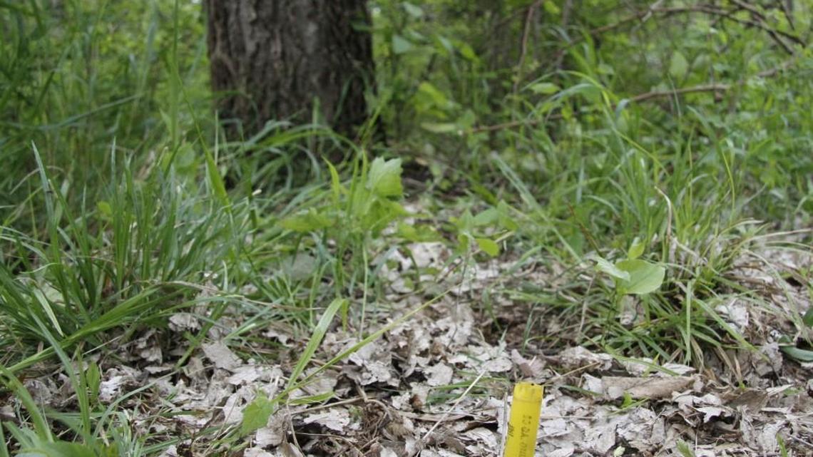Two empty 20 gauge hulls on the ground by a hackberry tree that always looked like a great place to call turkeys. Tuesday afternoon, it was.