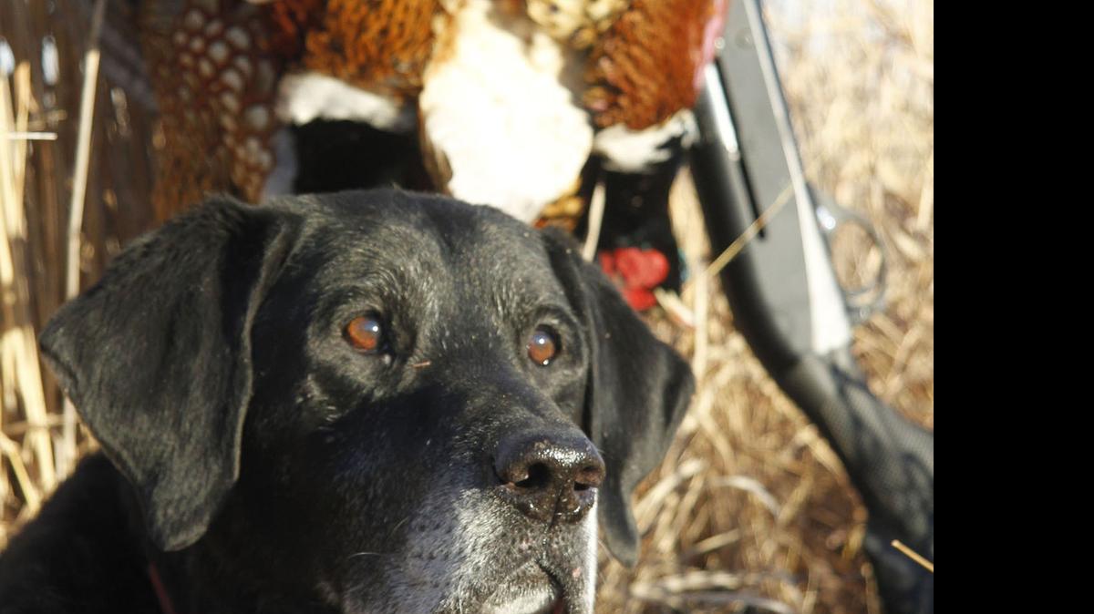 
Dr. Hank. P.H. D (Prefers Hunting Ducks), a well-lived life, 2001-2015.
