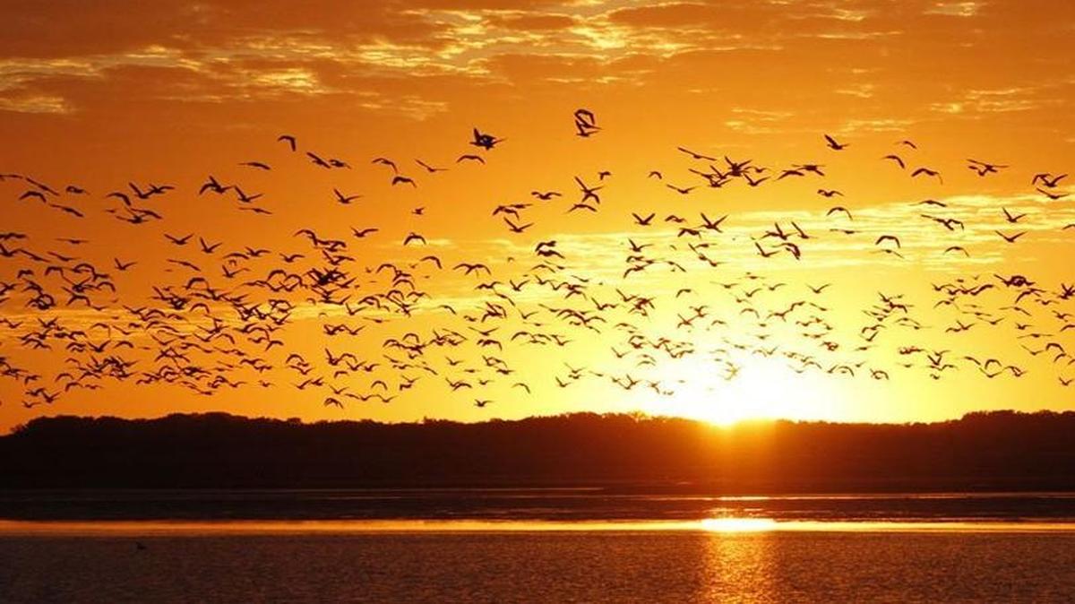 Kansas waterfowl hunters should have plenty of ducks and geese migrating through the state this fall and winter, according to federal surveys.