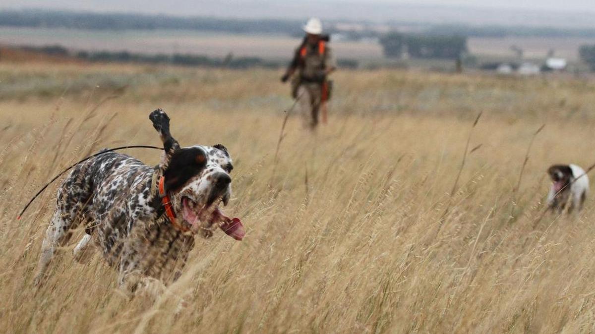 
Ike, an English setter, leads the way looking for prairie chickens. 
