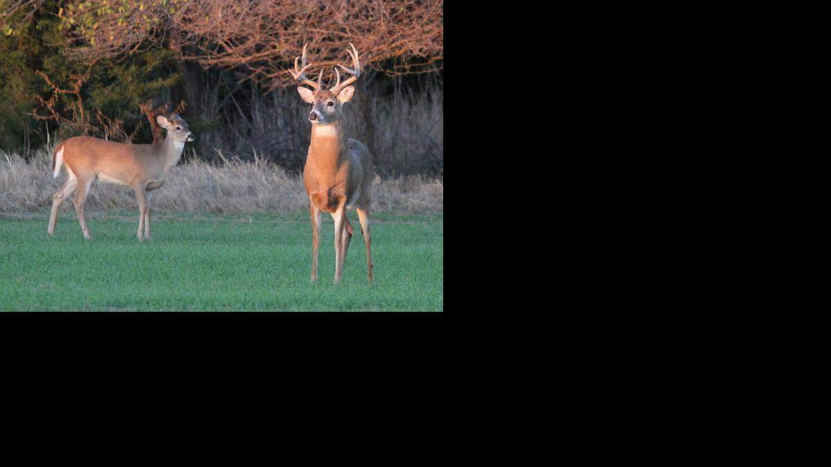 (FILE PHOTO) A whitetail buck and doe in Stafford County
