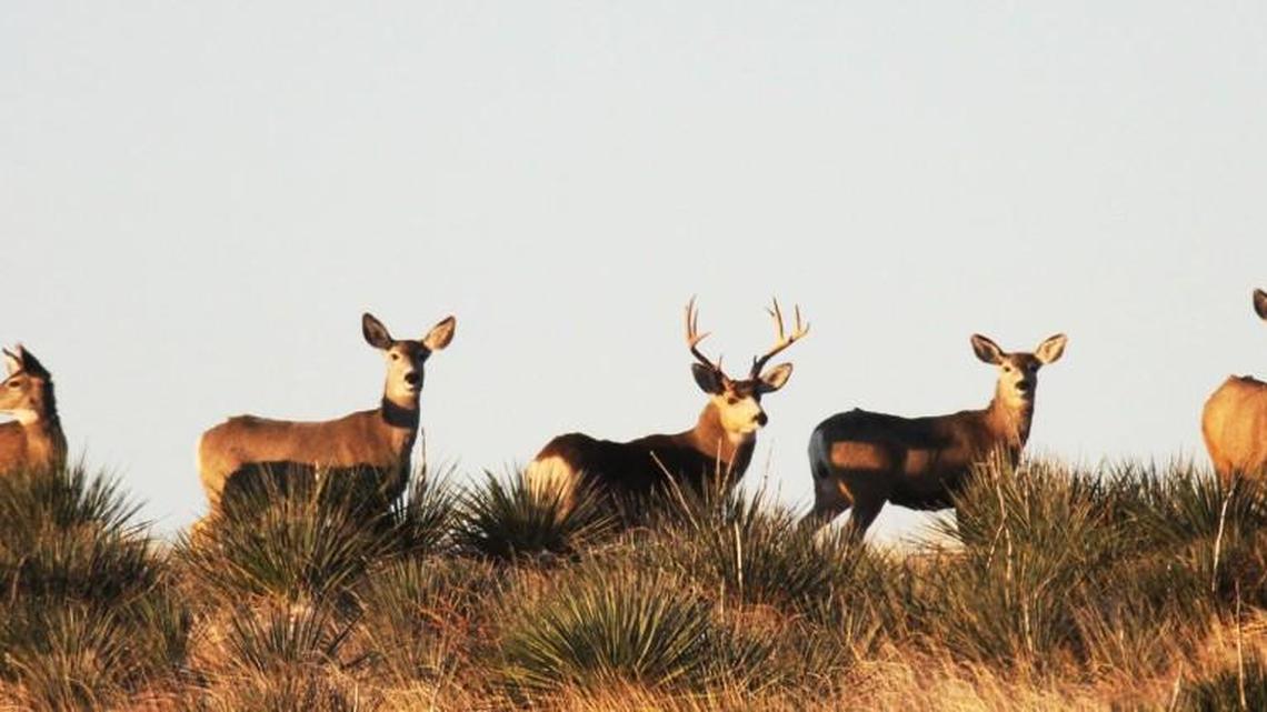 Much of a new study will have GPS tracking collars on mule deer of both genders and all ages. Biologists hope to learn the main reasons for mortalities and the kinds of habitat different kinds of deer prefer.