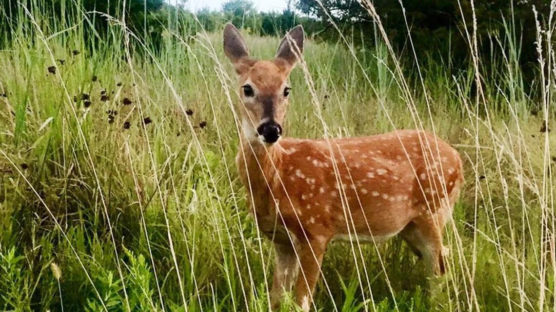 Dawn walks at two Wichita parks often produce close looks at deer such as this fawn.