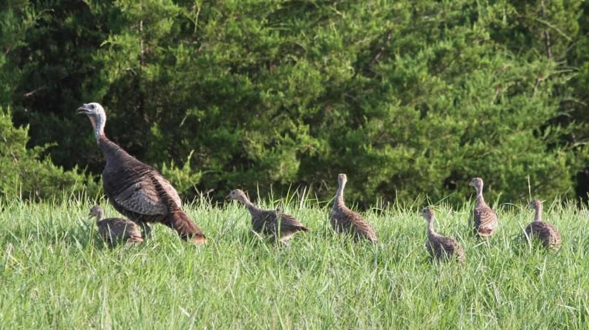 A hen turkey and her half-dozen poults come from the shade to search for grasshoppers and other insects late Thursday at El Dorado State Park.