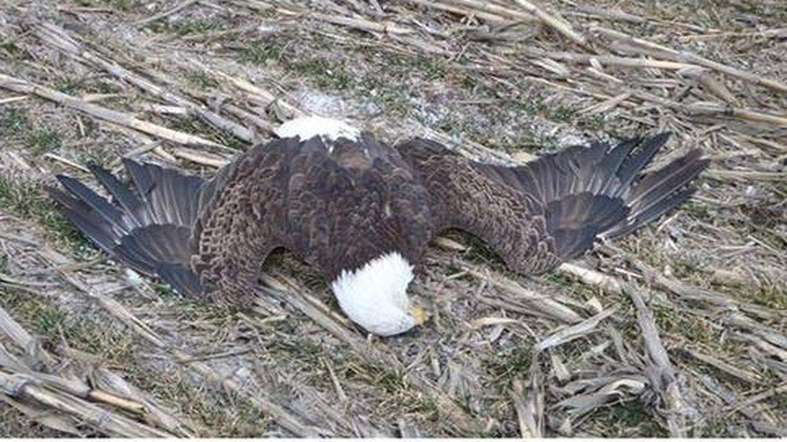 
A photo posted on Facebook of a bald eagle that was killed at Marion Reservoir.

