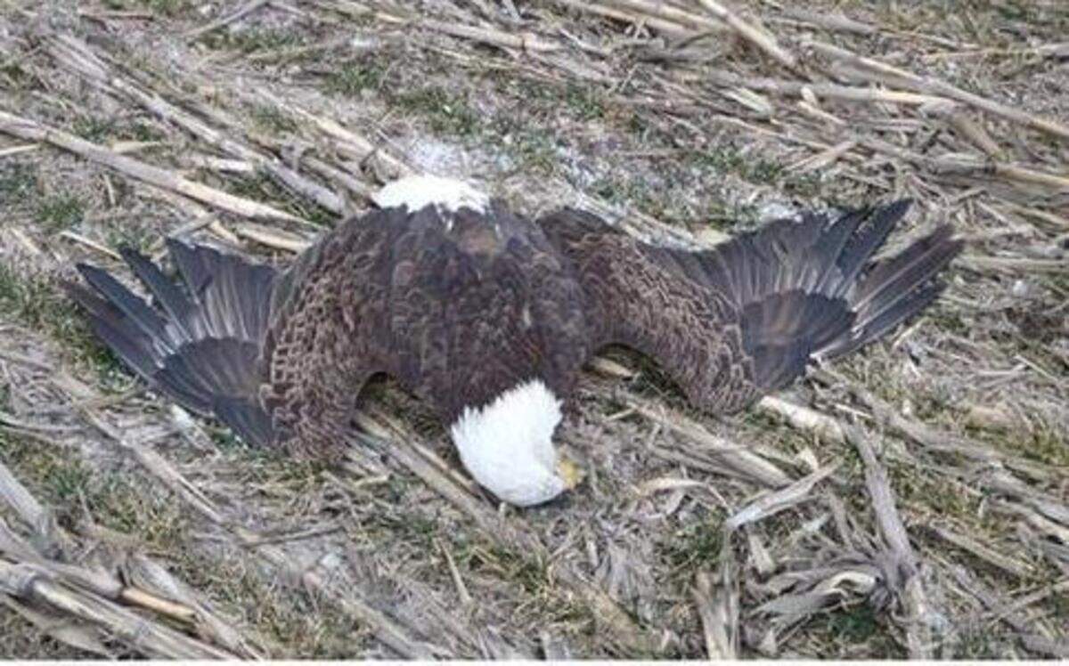 
A photo posted on Facebook of a bald eagle that was killed at Marion Reservoir.
