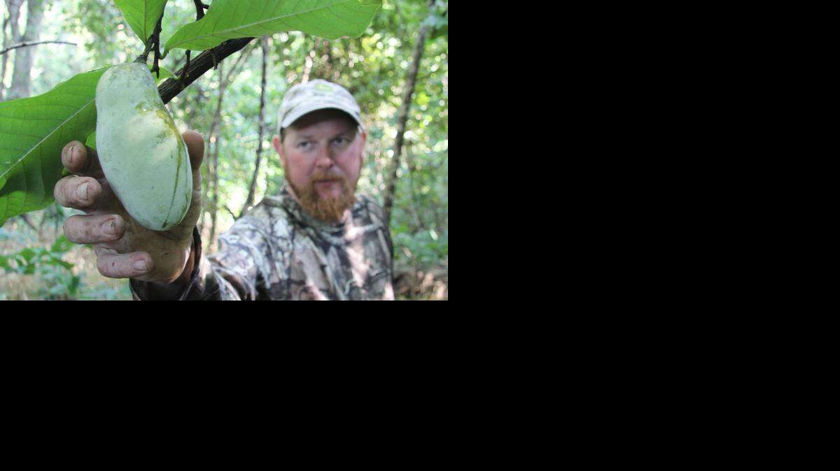 
Greg Pickett picks a paw paw in Elk County. He's eaten the wild fruit for nearly 40 years, and ranks this year's crop as one of the bestr. He's one of the few who enjoys the sweet fruit in southern Kansas.
