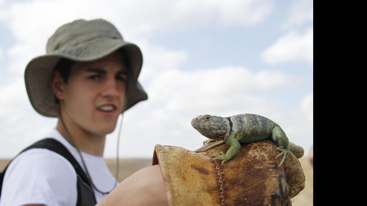 
Noah Geffler of Russell and a collard lizard he found last weekend. He was one of more than 180 people at a herpetological survey in the Saline River Valley.
