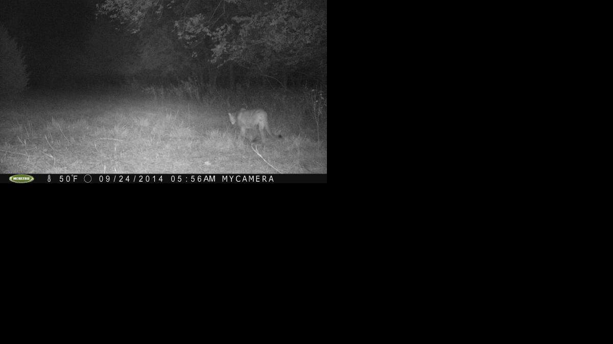
A Labette County hunter found this image from a trail camera. Wildlife and Parks officials confirmed the authenticity of the photo after visiting the site.

