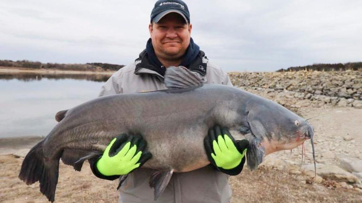 With the right kind of size limits, blue catfish like this 67.3-pounder caught at Milford Reservoir this month could become common in many Kansas lakes.