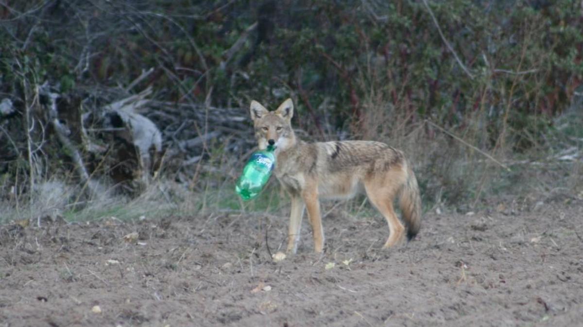 A young coyote plays with a discarded plastic bottle in Stafford County in a photo taken several years ago. Wildlife biologists are noting an increasing number of coyotes in more urban areas.