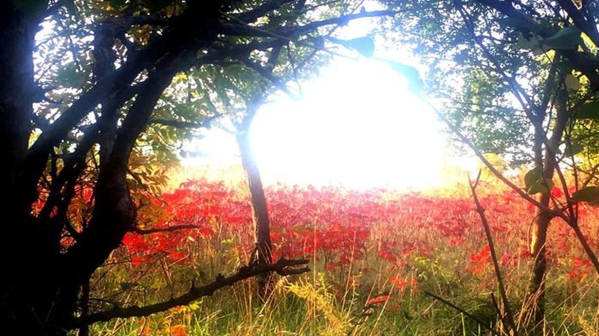 
A colony of smooth sumac, ablaze in autumn color, is annually some of the first native foliage to show that fall is coming to Chisholm Creek Park. 

