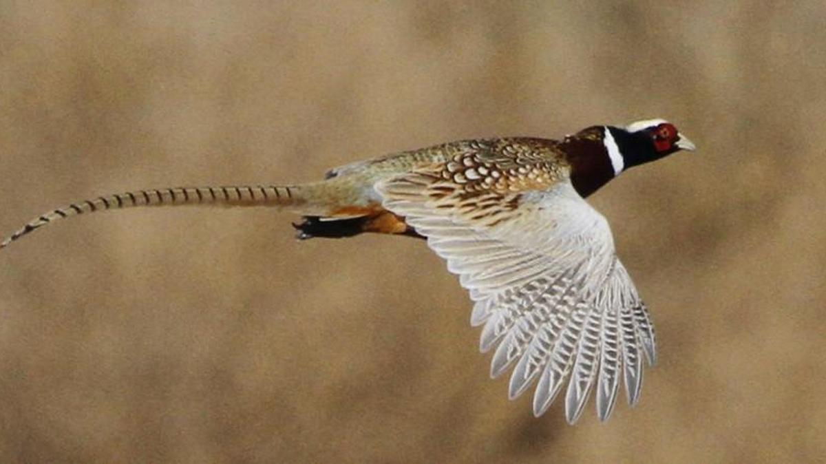 Up to 50,000 hunters are expected to be afield when pheasant season opens this weekend.
