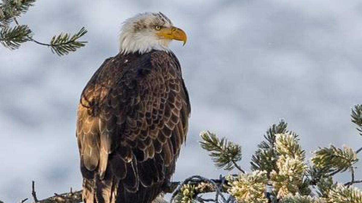 
 Debbie Tubridy’s “Silent Observer” won second place in the adult division of the 2014 Wichita Eagle’s Great Outdoors Photo Contest. 
