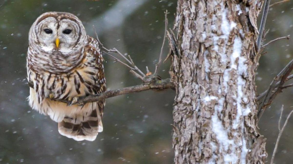 FIRST-PLACE ADULT: “Barred Owl.” Larry Holman photographed this barred owl on his farm near Chanute last month after a friend reported seeing it repeatedly while she hunted deer.