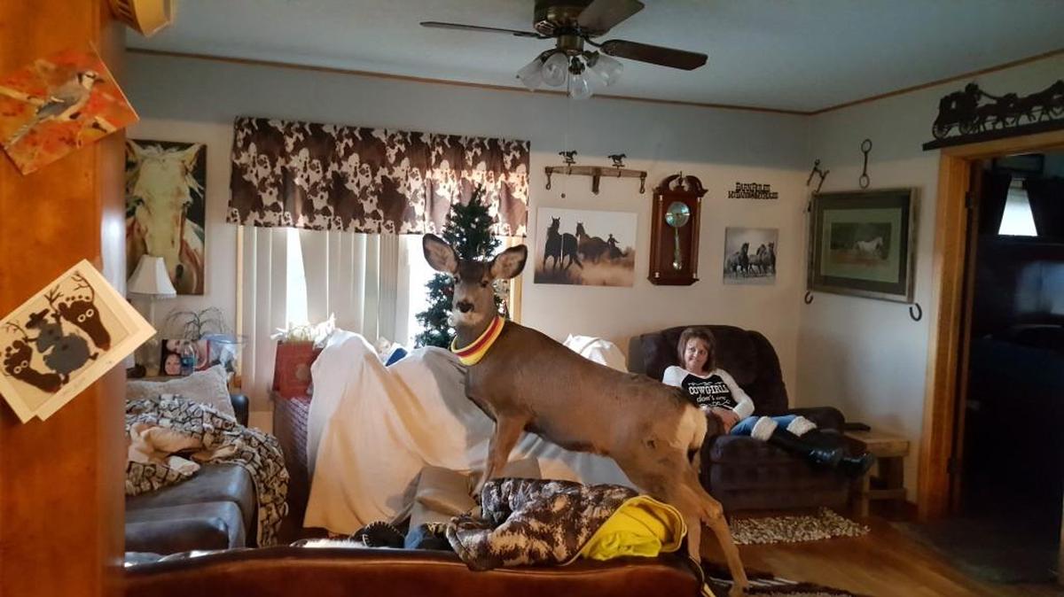 Faline, a pet deer kept by the Mcgaughey family, was shot to death by a game warden Dec. 19.