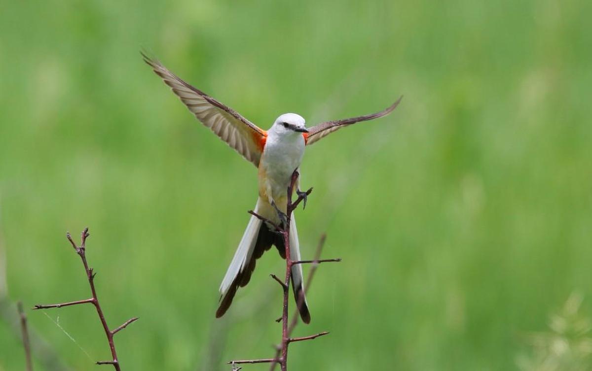 The long, V-shaped tail, plus gorgeous plumage make scissor-tailed flycatchers a treat for the eye.
