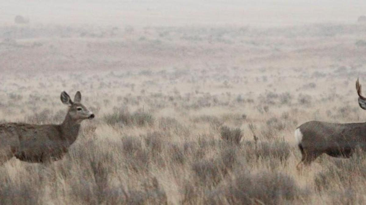 Kansas mule deer.