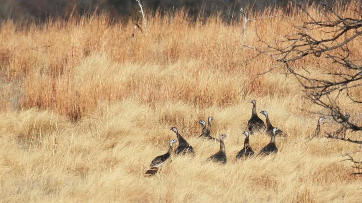 Closing the fall turkey season over most of Kansas in 2017 could send the wrong message about hunting. Under current frameworks it could also mean the season would never open again.
