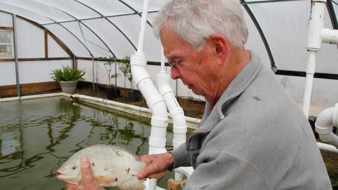 Jack Mull looks at a tilapia he’s using to produce fry to feed gamefish. He said one tilapia produces 200 to 300 fry every few days.